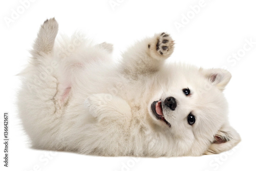 cute funny transparent pomeranians puppy dog lying on his back with paws up and waiting for belly rubs; doggy isolated on transparent background - generated by ai