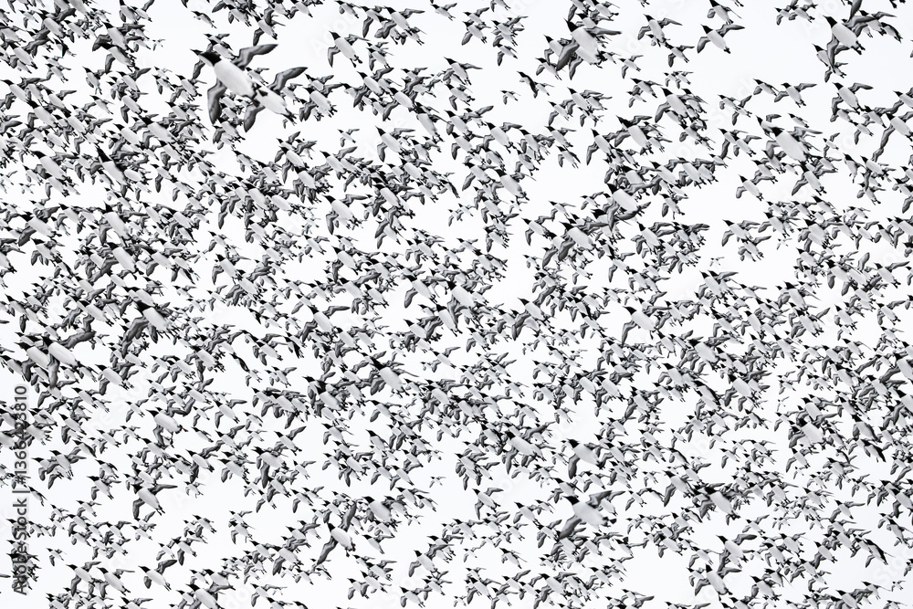 hundreds of common murre birds flying in the sky hundreds of common murre birds flying in the sky