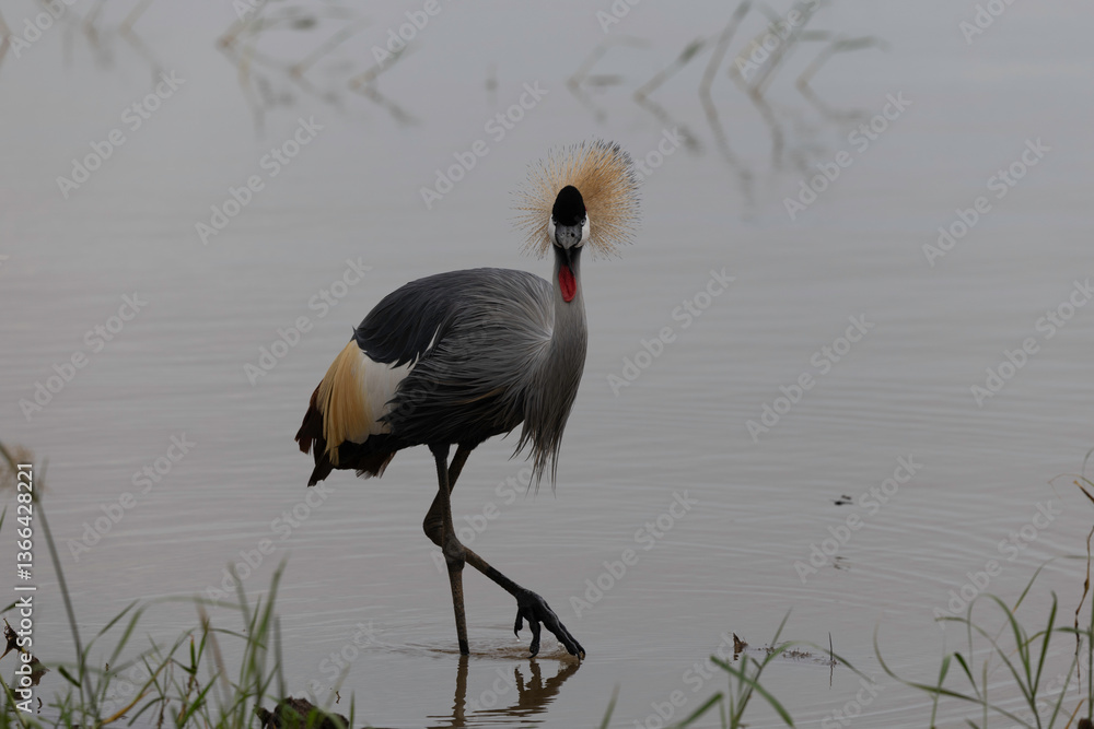 Fototapeta premium grey crowned crane