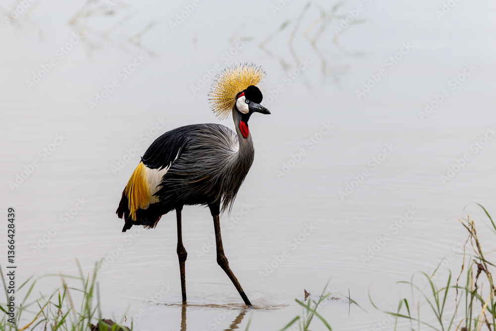 Fototapeta premium grey crowned crane
