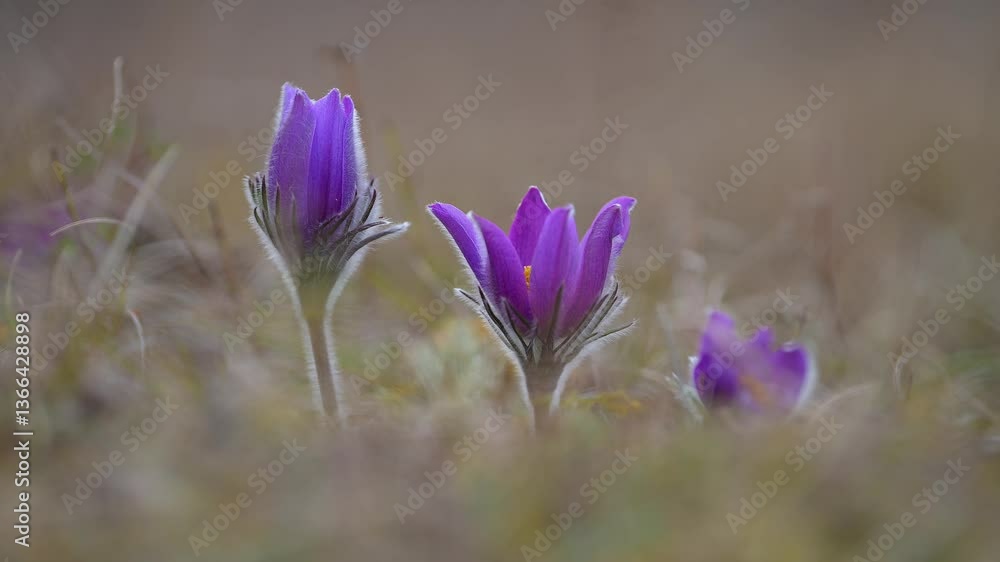 Küchenschelle, Pulsatilla vulgaris, Frühling, Werbach, Taubertal, Baden-Württemberg, Deutschland Europa