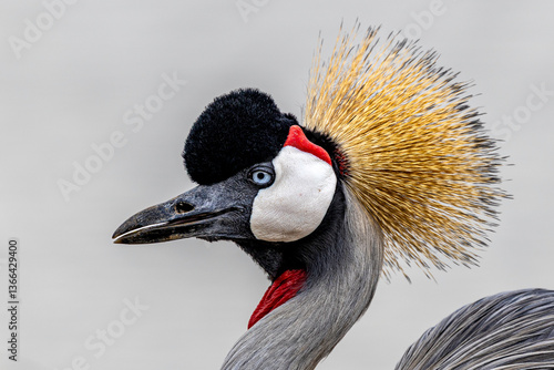 grey crowned crane