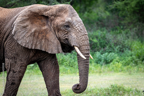 elephant in lake manyara