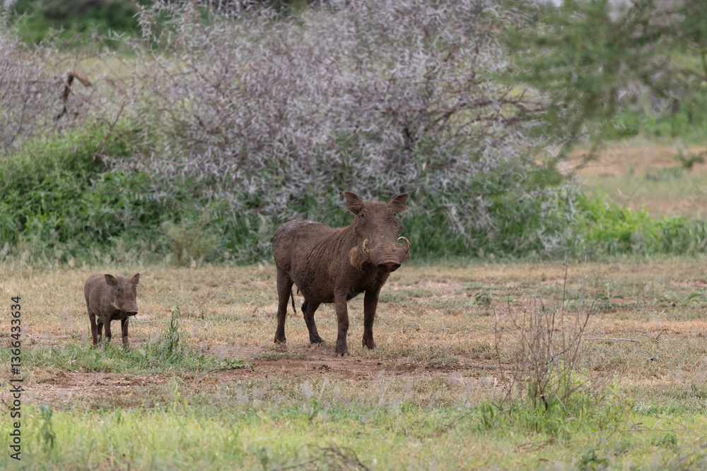warthog warthog