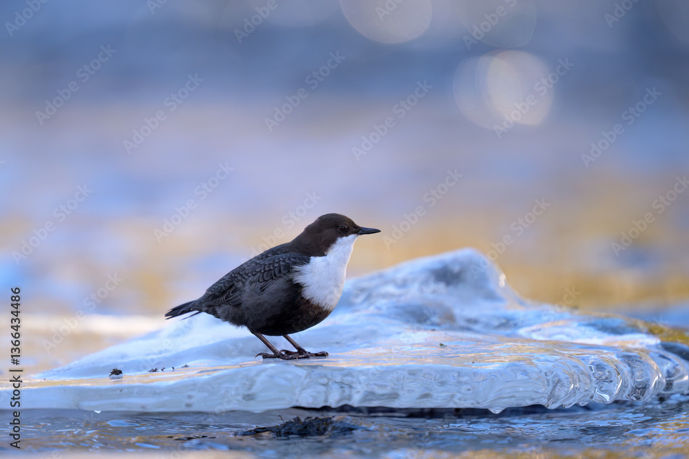 White-throated dipper (Cinclus cinclus) in river in winter