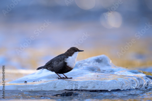 Obraz na płótnie White-throated dipper (Cinclus cinclus) in river in winter w salonie