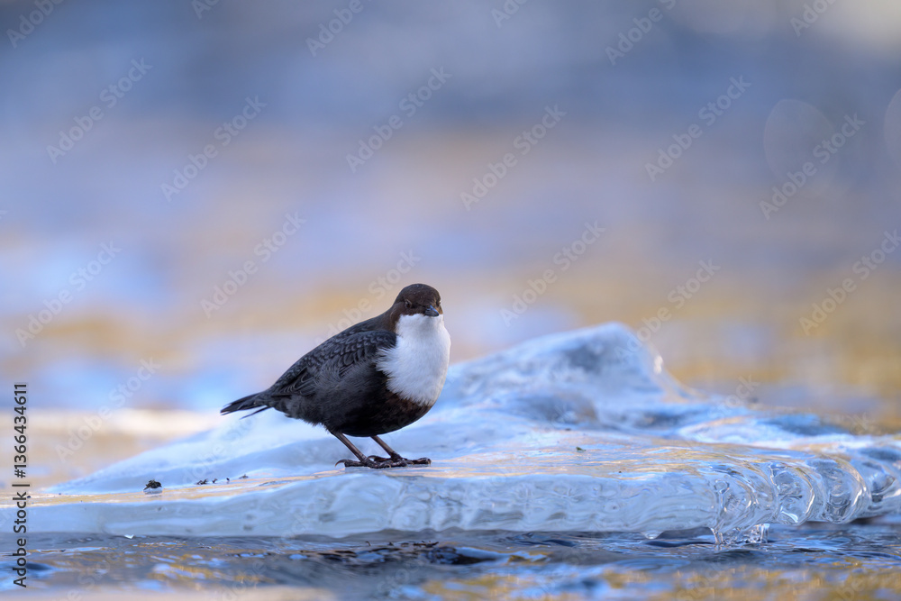 White-throated dipper (Cinclus cinclus) in river in winter