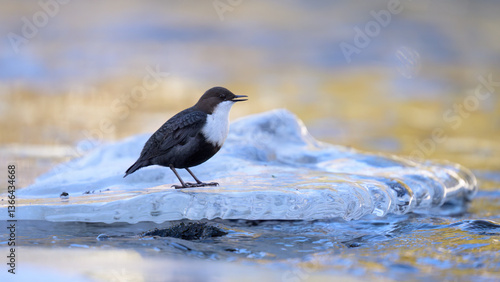 Obraz na płótnie White-throated dipper (Cinclus cinclus) in river in winter w salonie