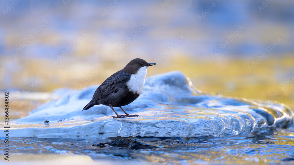 White-throated dipper (Cinclus cinclus) in river in winter