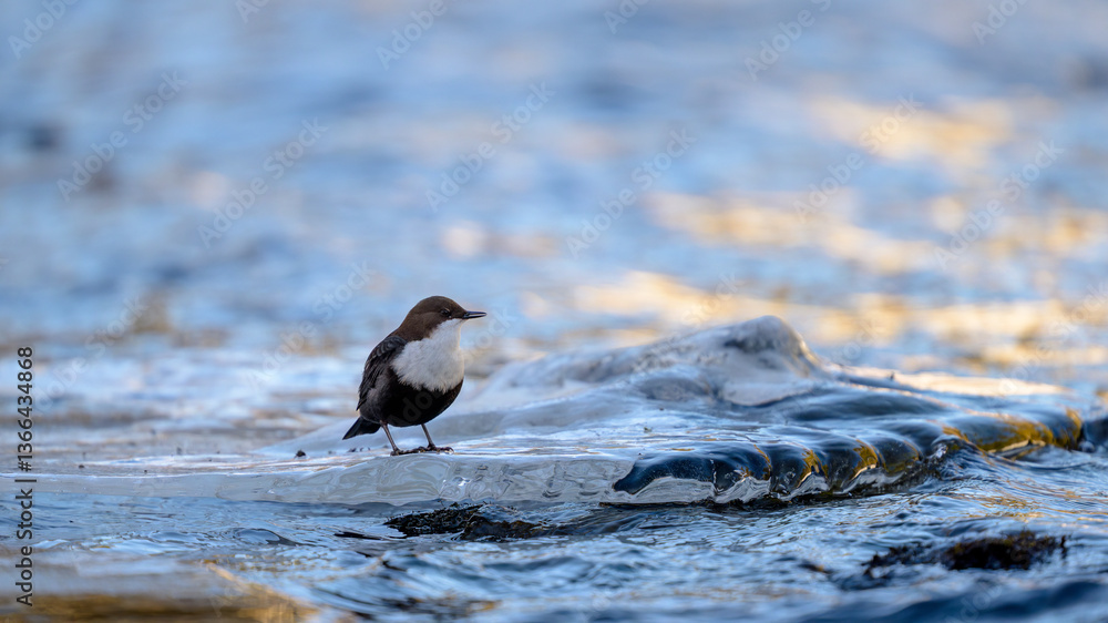 Fototapeta premium White-throated dipper (Cinclus cinclus) in river in winter