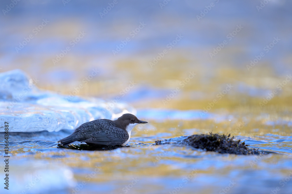 White-throated dipper (Cinclus cinclus) in river in winter