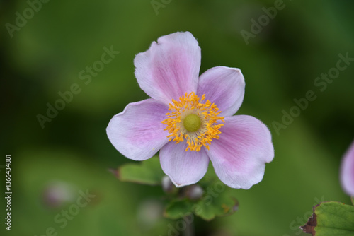 Up Close Look at a Pink Japanese Anemone