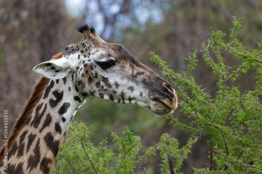giraffe in lake manyara np giraffe in lake manyara np