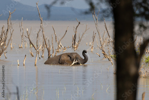 elephant in lake manyara np