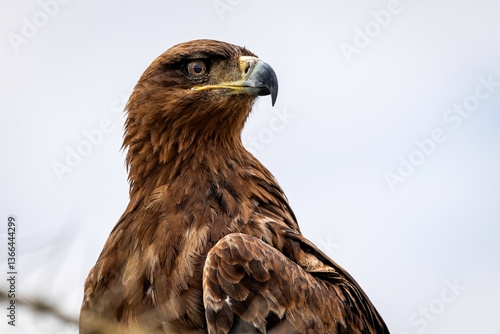 Wallpaper Mural eagle in serengeti Torontodigital.ca