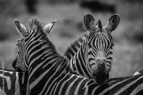 Photography zebra in serengeti