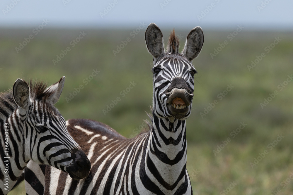 Fototapeta premium zebra in serengeti