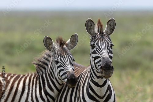 Canvas Print zebra in serengeti