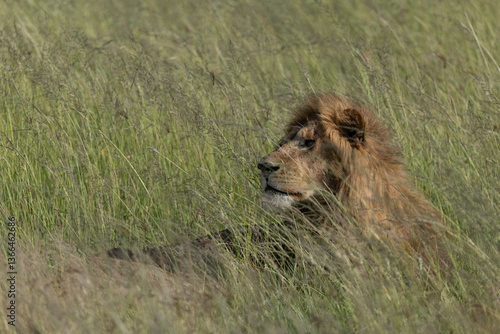Lion in Serengeti