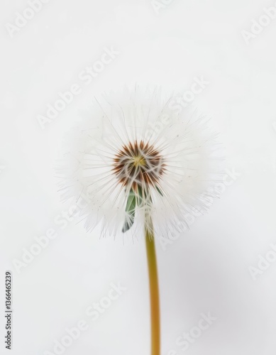 Wallpaper Mural A fluffy dandelion seed head, about to be blown, on a pure white background, white background, blowing Torontodigital.ca
