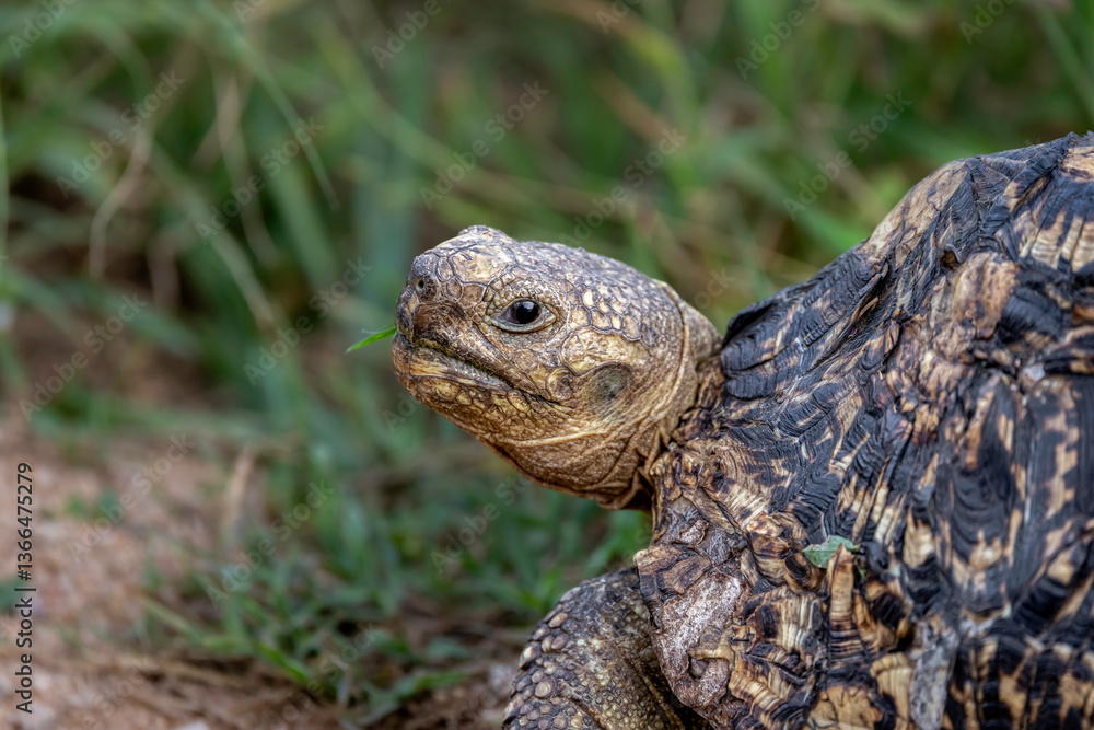 tortoise on the way tortoise on the way