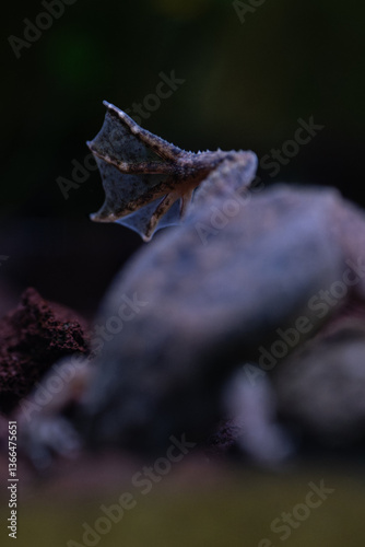 Wallpaper Mural Merlin's clawed frog, close-up of the hind leg.
 Torontodigital.ca