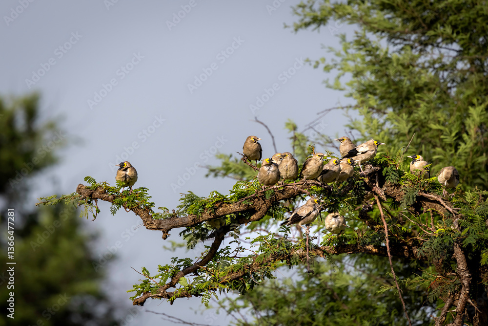 Obraz premium birds on a branch