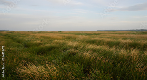 Sweeping wetland grasses gently swaying under the breath of the breeze