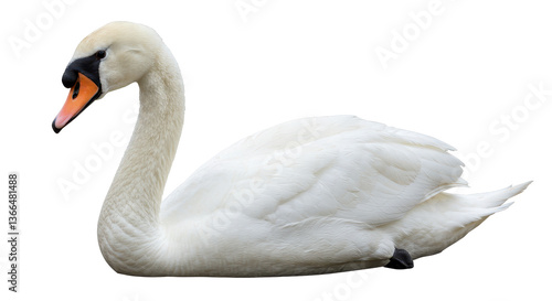 Fototapeta Naklejka Na Ścianę i Meble -  Isolated White Swan