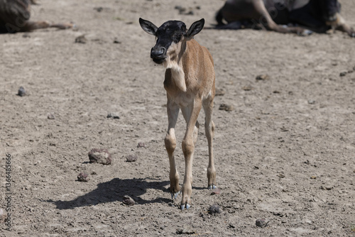 Wildebeest in Serengeti