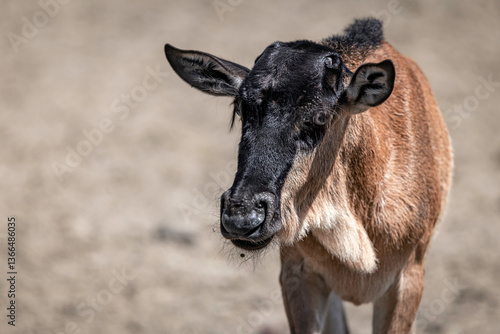 Wildebeest in Serengeti