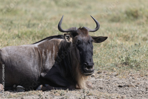 Wildebeest in Serengeti