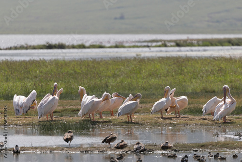 group of pelicans