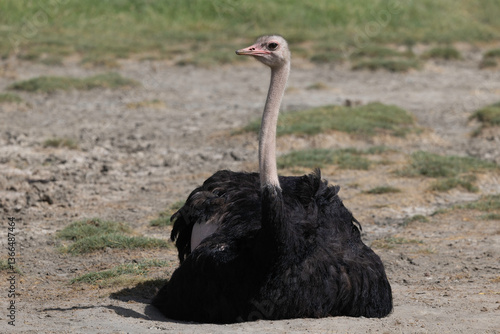 Ostrich in Ngorongoro Crater