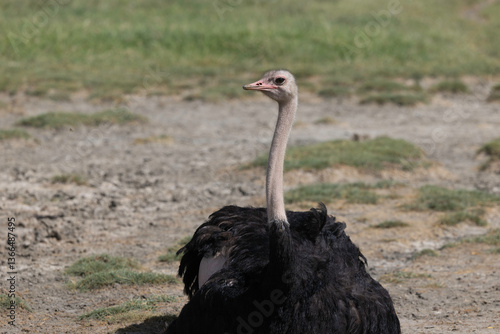 Ostrich in Ngorongoro Crater