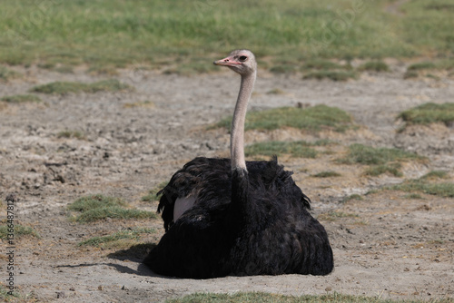 Ostrich in Ngorongoro Crater