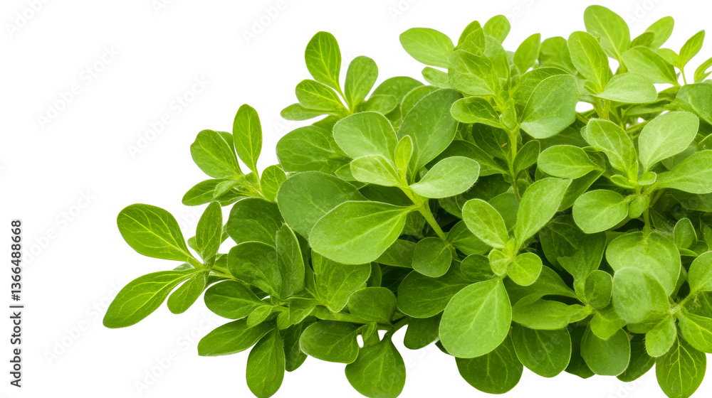 Fresh oregano leaves on transparent background for culinary use Fresh oregano leaves on transparent background for culinary use
