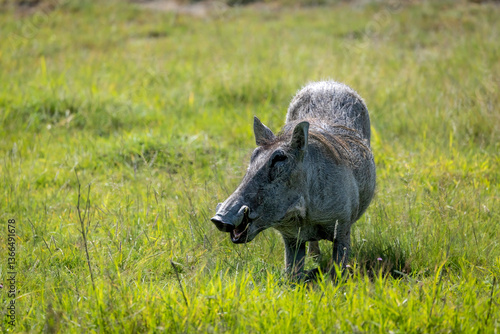 Warzhog