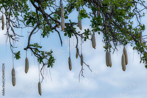 sausage tree tanzania
