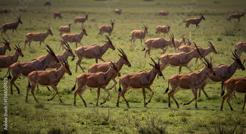 Spectacular Topi Antelope Migration Across the African Plains Serengeti Ecosystem