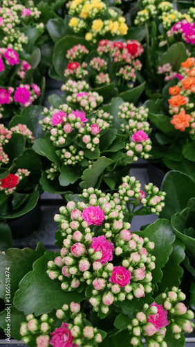 Wallpaper Mural Kalanchoe, top view. Potted flowers for sale in a shop. Different types of kalanchoe. A plant with numerous bright flowers against a background of green leaves Torontodigital.ca