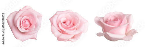 Beautiful pink rose flower isolated on white, collage