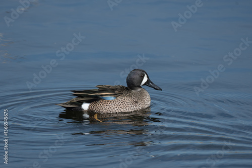 Blue-winged Teal Swimming