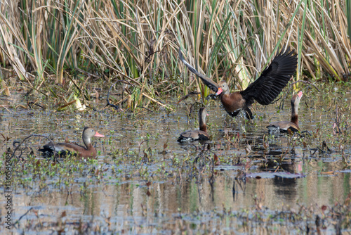 Black-bellied Whistling Ducks in Wetlands