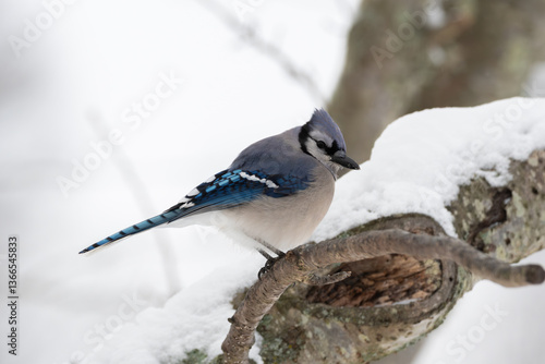 Blue Jay Perching on a Branch in a Snowstorm