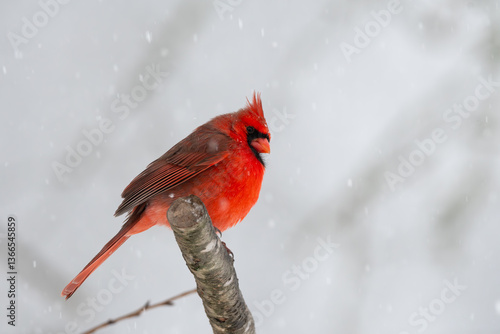 Male Northern Cardinal Perching on a Branch in a Snowstorm