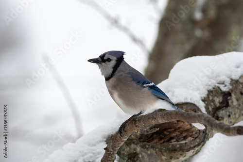 Blue Jay Perching on a Branch in a Snowstorm