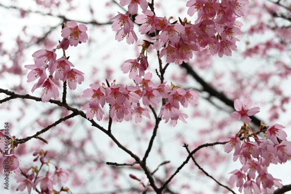 Obraz premium pink cherry blossom