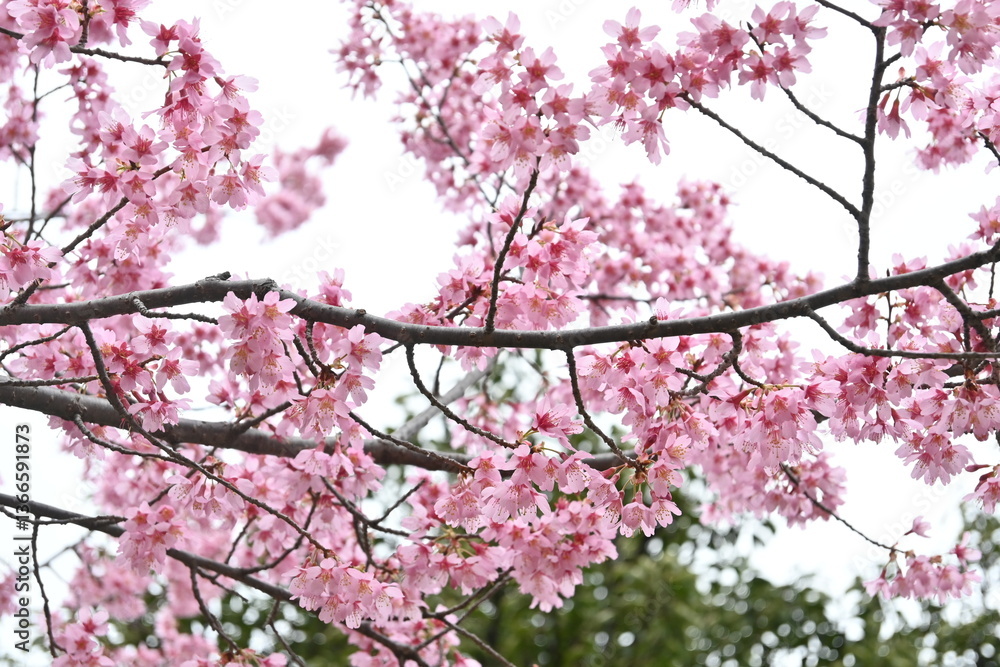 pink cherry blossom pink cherry blossom