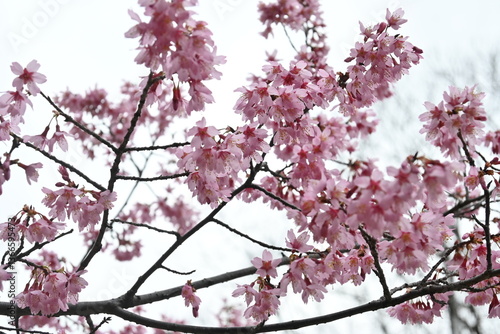 pink cherry blossom